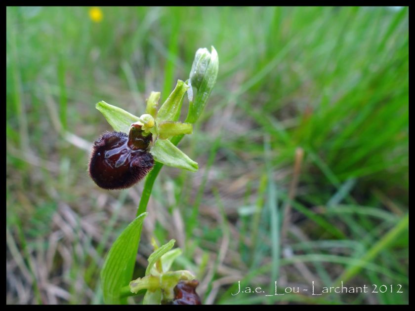 Ophrys aranifera subsp. aranifera - Ophrys araignée